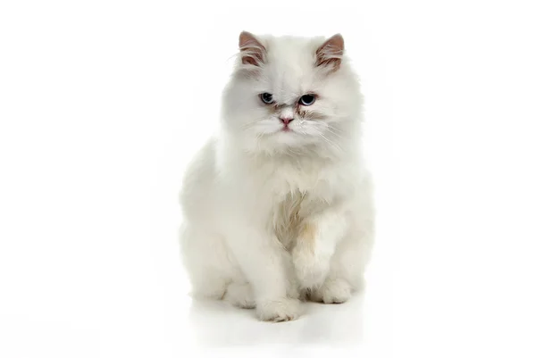 Vit Katt Med Blå Ögon Vit Bakgrund — Stockfoto