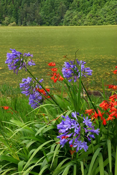 Azores Flowers Lake — Stock Photo, Image