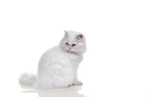 青い目の白猫 白い背景の上 — ストック写真