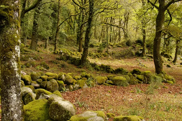 Skogen Detalj Den Portugisiska National Parken — Stockfoto