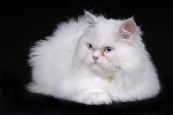흰 고양이 — 스톡 사진