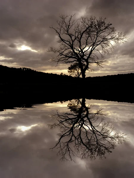 Árvore Pôr Sol Com Reflexão Água — Fotografia de Stock