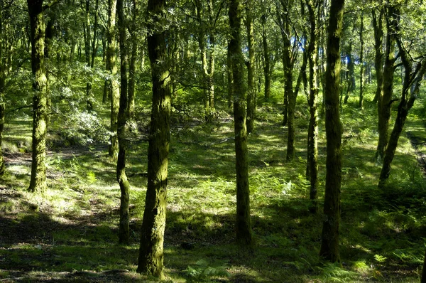 stock image Forest details