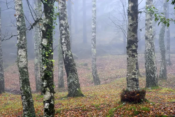 Осінні Деталі Лісу Туманний День — стокове фото
