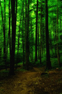 beautiful rain forest in Germany near Salzburg clipart