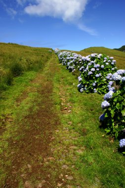 Azores tipik çiçekler sao miguel Island