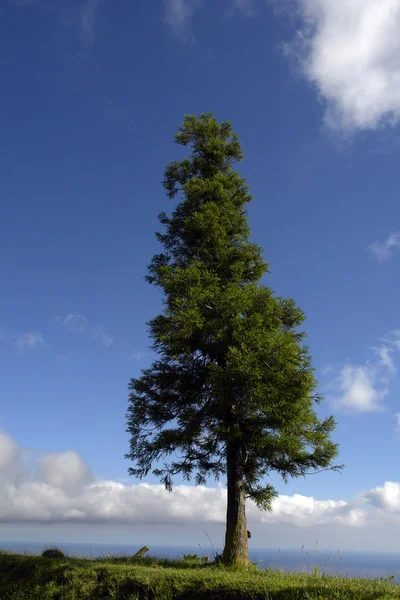 Ağaç dağ — Stok fotoğraf