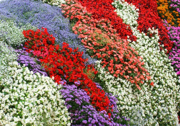 Ogród Kwiatów — Zdjęcie stockowe