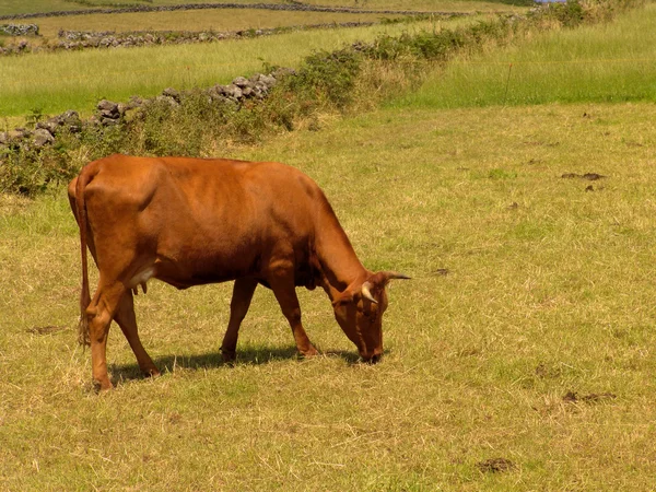 Vaca Campo Ilhas Dos Açores — Fotografia de Stock