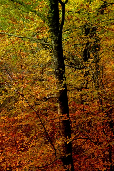 Herbst Wald Portugiesischer Nationalpark — Stockfoto