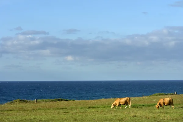 アゾレス諸島の農場の牛で 海岸のサン ミゲル — ストック写真