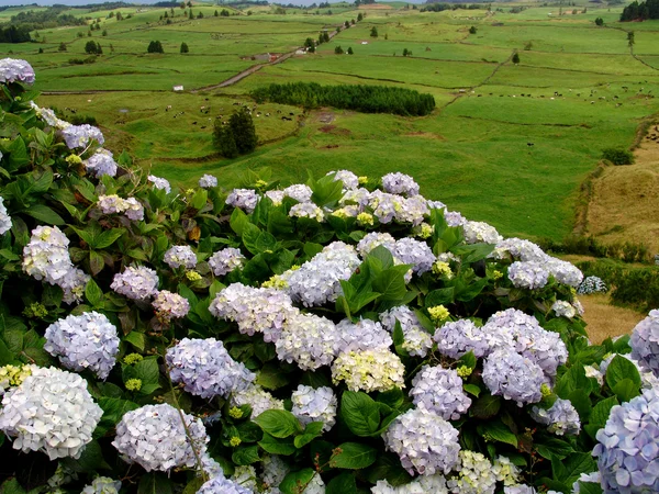 Азорские Цветы — стоковое фото