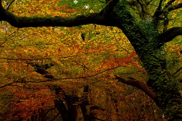 Autumn — Stock Photo, Image
