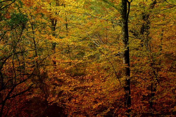 ポルトガルの国立公園の森の秋 — ストック写真