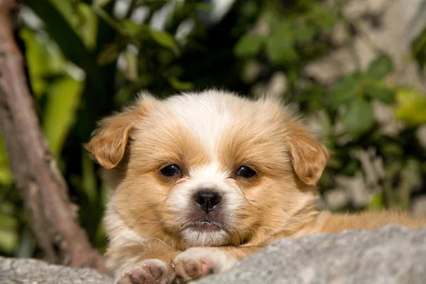 Small Quiet Young Dog Outdoor Picture — Stock Photo, Image