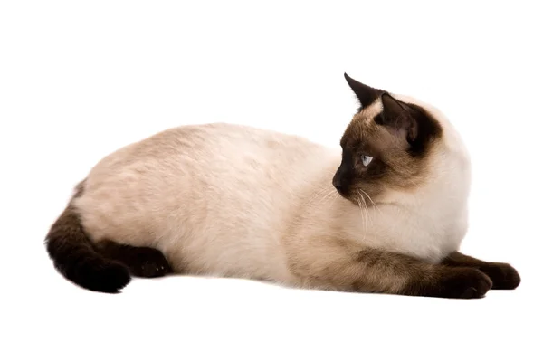 Vit Katt Titta Vänster Vit Bakgrund — Stockfoto