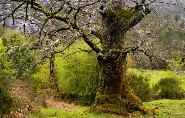 Wild Landscape Old Tree North Portugal — Stock Photo, Image