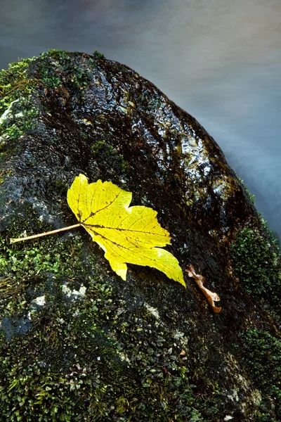 川の端に秋の葉 — ストック写真