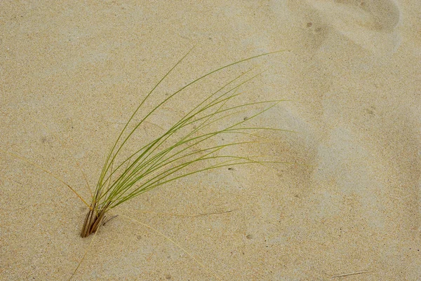 stock image small vegetation in the north spanish desert