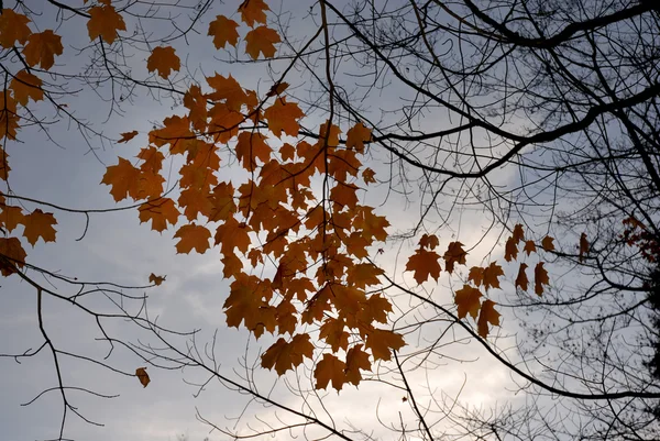 Autumn Leaves Detail Portuguese National Park — Stock Photo, Image