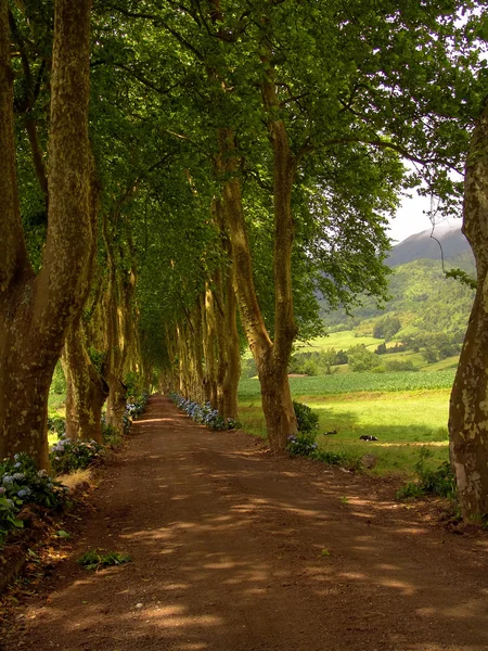 Camino Con Árbol Dos Lados Azores —  Fotos de Stock