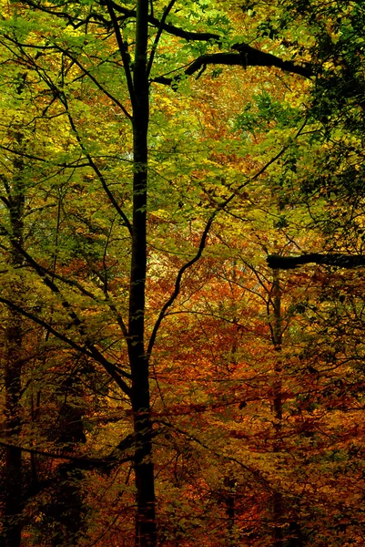 Automne Dans Forêt Parc National Portugais — Photo