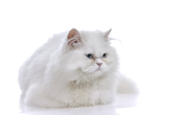 Білий Кіт Блакитними Очима Білому Тлі — стокове фото