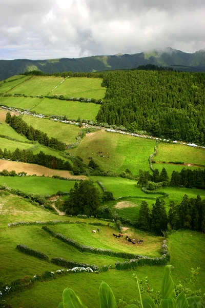 Açores Campos Verdes Ilha São Miguel — Fotografia de Stock