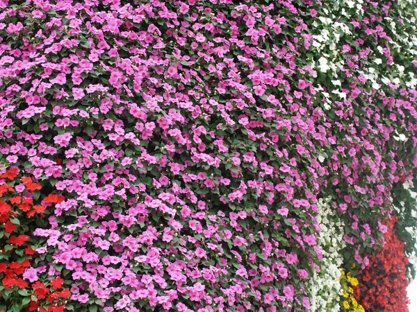 Garten Der Blumen — Stockfoto