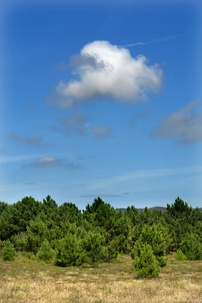 Bomen Het Landschap Ten Noorden Van Spanje — Stockfoto