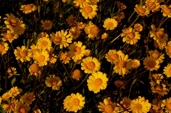 Жовті Квіти — стокове фото