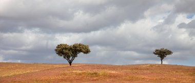 Güney Portekiz alentejo çiftlikte ağaçlarda