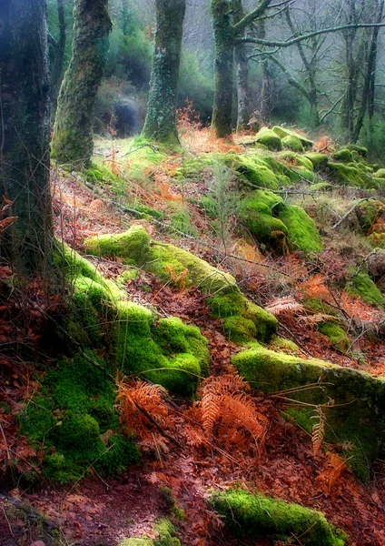 Ліс Подробиці — стокове фото