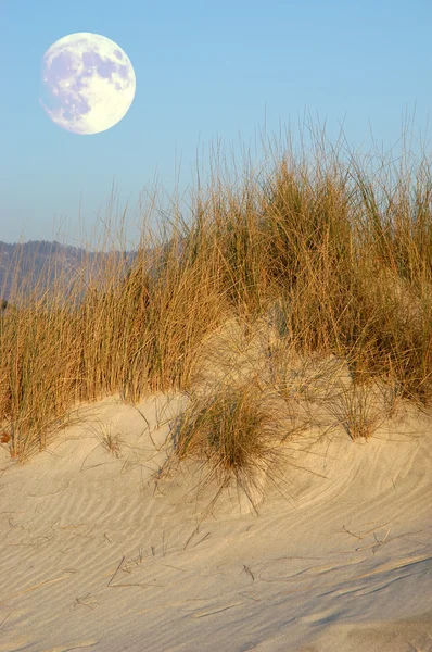 stock image sand dune in the afternoon light with big moon