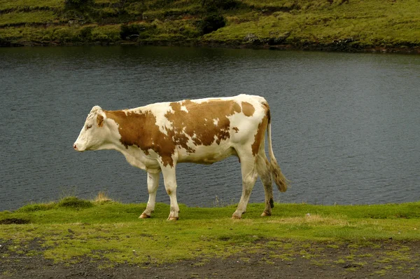 Krowa Wyspach Azorach — Zdjęcie stockowe