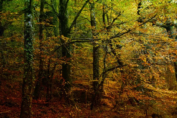 ポルトガルの国立公園の森の秋 — ストック写真