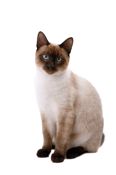 Gri Kedi Kameraya Bakıyor Beyaz Bir Arka Plan Üzerinde — Stok fotoğraf