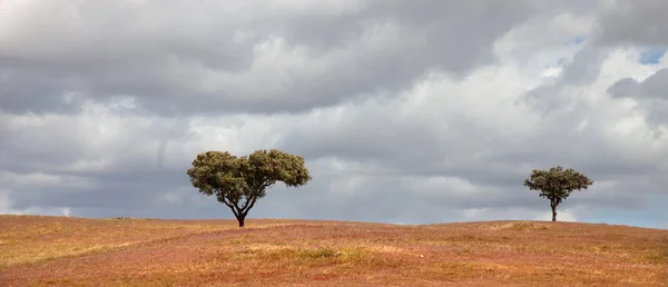 Alentejo 农场在葡萄牙南部的树木 — 图库照片
