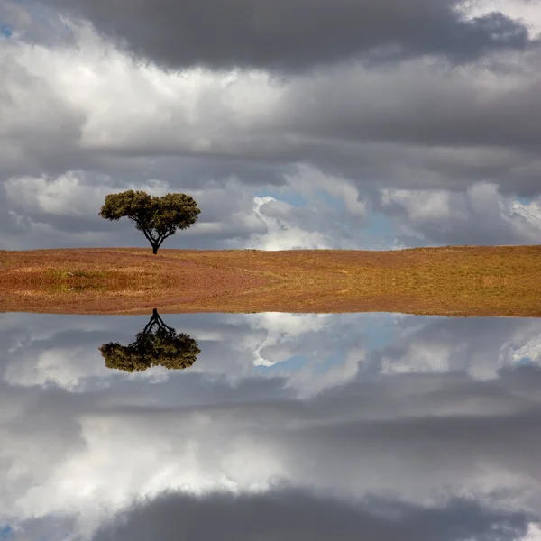 Einsamer Baum Einem Alentejo Bauernhof Süden Portugals — Stockfoto