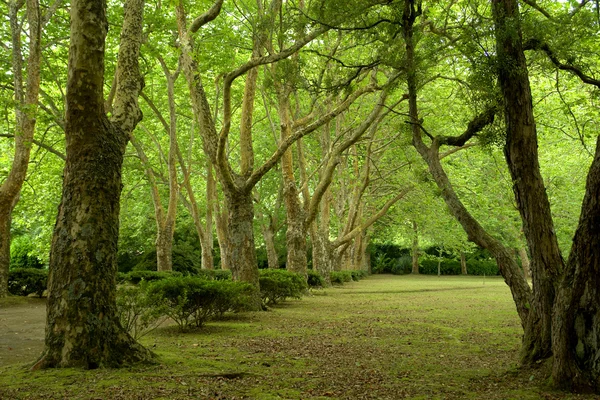 stock image path with trees in azores, s miguel island
