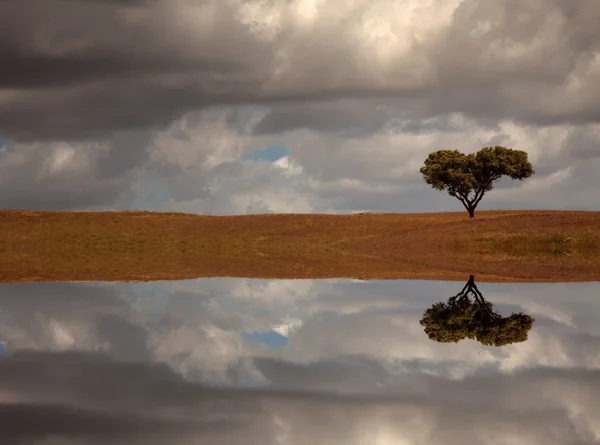 Одиноке Дерево Алентежу Півдні Португалії — стокове фото