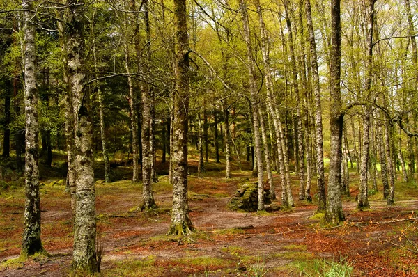 Skogen Detalj Den Portugisiska National Parken — Stockfoto
