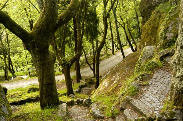 Detail Portugiesischen Nationalpark — Stockfoto