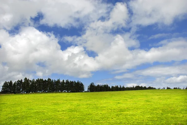 Azory Zelené Pole Při Miguel Ostrov — Stock fotografie