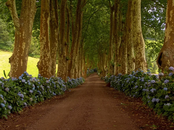 Ścieżka Drzewa Dwie Strony Azory — Zdjęcie stockowe
