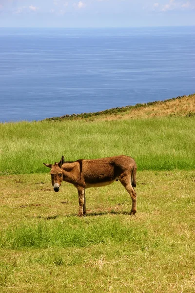 Azoren Esel Auf Einem Bauernhof Der Küste — Stockfoto