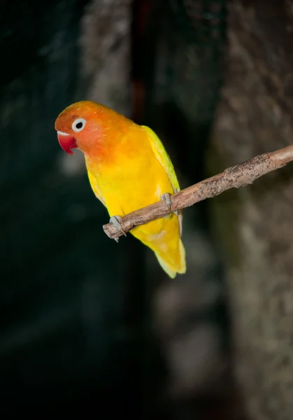 Kleiner Orangefarbener Vogel Einem Ast — Stockfoto