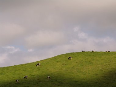 Azores inek çiftliği