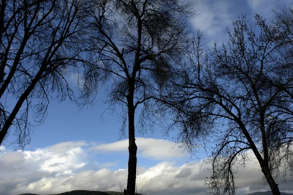 Zdjęcie Zimowe Drzewa Jasny Słoneczny Dzień — Zdjęcie stockowe