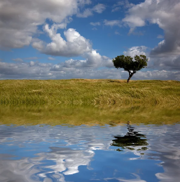 Ağaç Bir Alanda Yapılan Bilgisayar Göl Alentejo Çiftliğinde — Stok fotoğraf